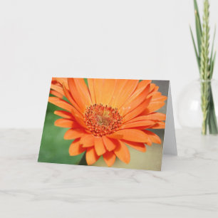 Orange Gerbera Daisy Card
