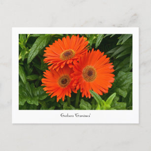 Orange Gerbera Daisy Collectable Postcard