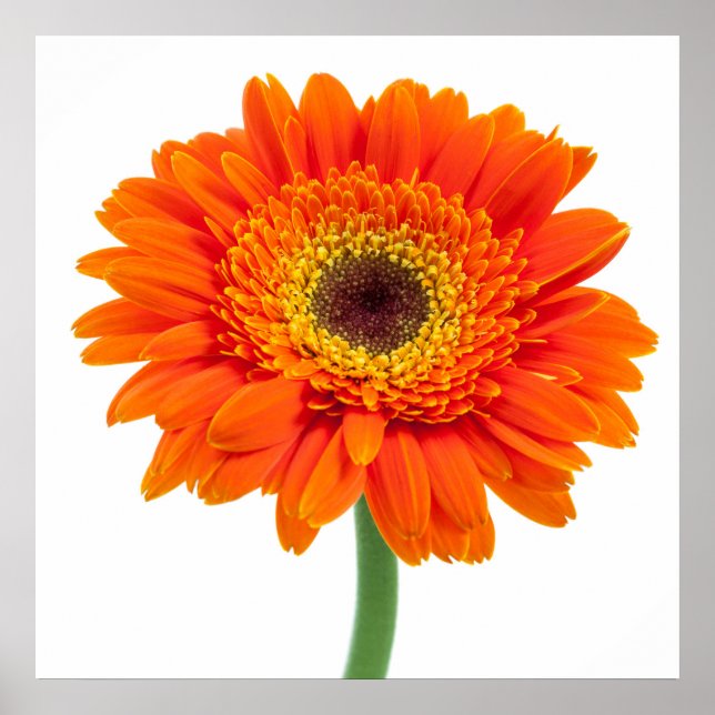 Orange Gerbera Daisy Flower Poster (Front)
