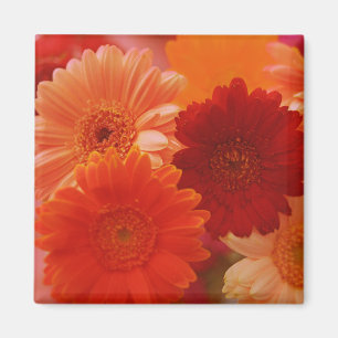 Orange Gerbera Daisy Flowers Refrigerator Magnets