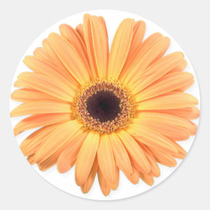 Orange Gerbera Stickers