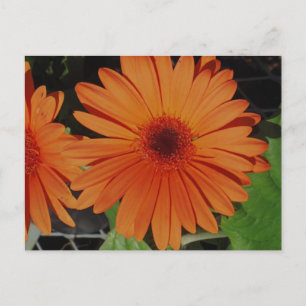 Orange Gerbers Postcard