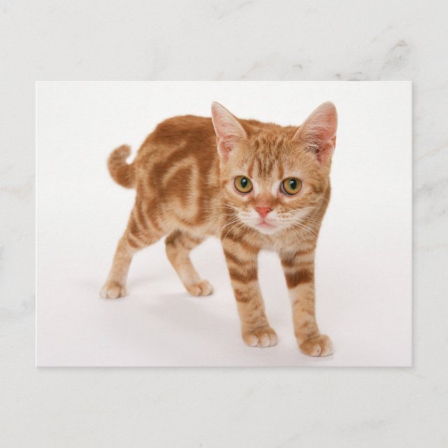 Orange Ginger Tabby Shorthair Cat Postcard (Front)