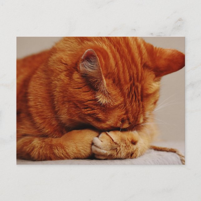 Orange Ginger Tabby Shorthair Cat Postcard (Front)
