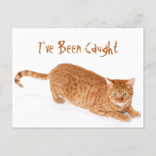 Orange Ginger Tabby Shorthair Cat Postcard