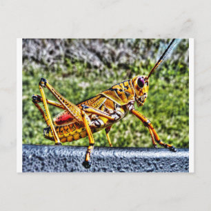 Orange Grasshopper Postcard