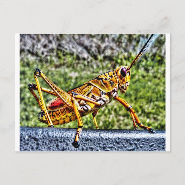Orange Grasshopper Postcard (Front)