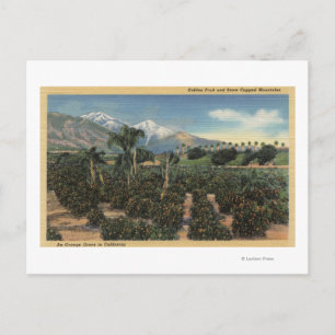 Orange Grove Scene with Snow Capped Mts Postcard