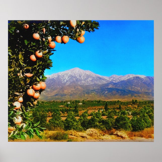 Orange Groves Snow Capped Mount Baldy Early 1900s Poster (Front)