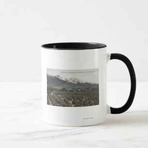 Orange Groves with Old Baldy Mt in Distance Mug