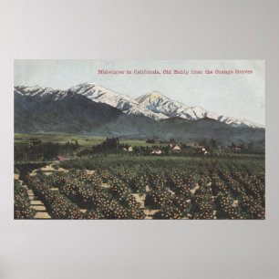 Orange Groves with Old Baldy Mt in Distance Poster