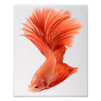 Orange Halfmoon Betta Fish Photo Print