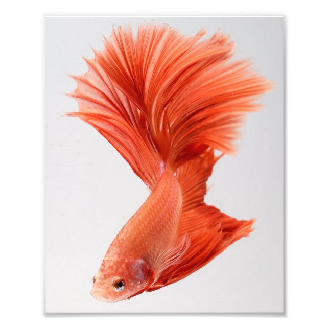 Orange Halfmoon Betta Fish Photo Print (Front)