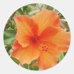 orange hawaii hibiscus plant classic round sticker