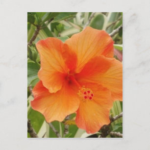 orange hawaii hibiscus plant postcard