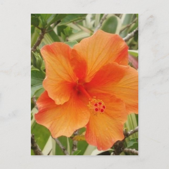 orange hawaii hibiscus plant postcard (Front)