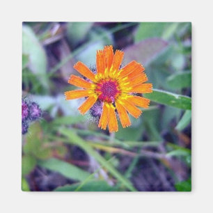 Orange Hawkweed 1 Magnet
