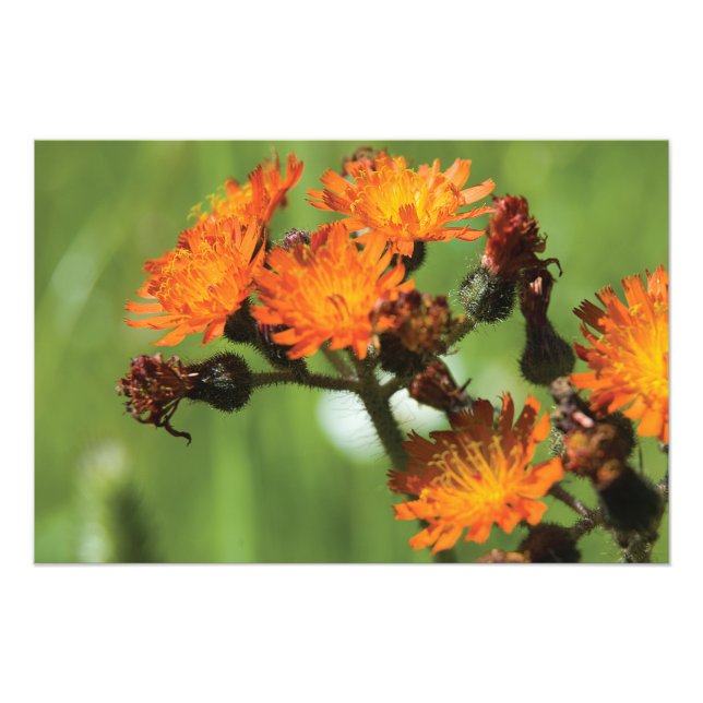 Orange Hawkweed Wild Things Photo Print (Front)