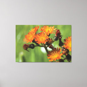 Orange Hawkweed - Wild Things Photography Canvas Print