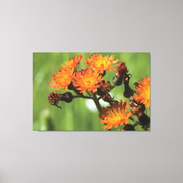 Orange Hawkweed - Wild Things Photography Canvas Print (Front)