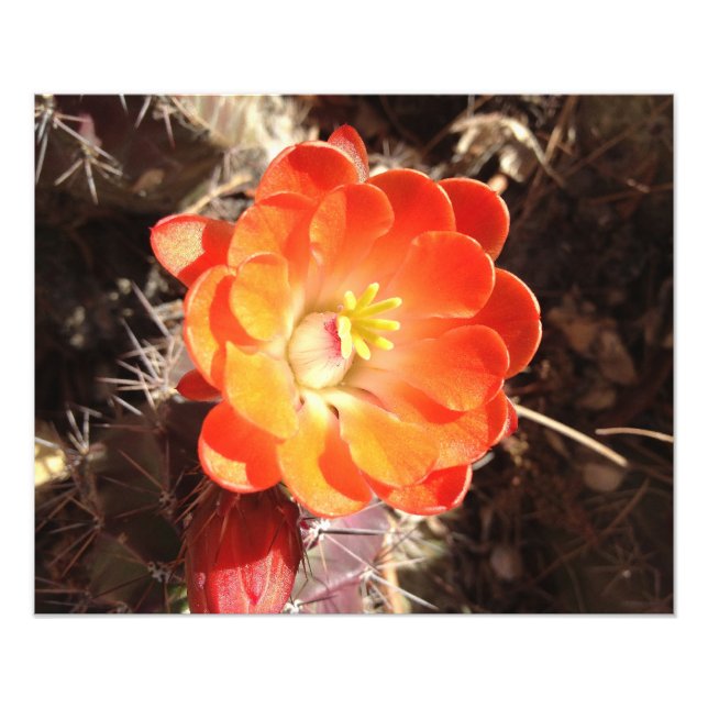 Orange Hedgehog Cactus Flower photo print (Front)