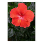 Orange Hibiscus Flower
