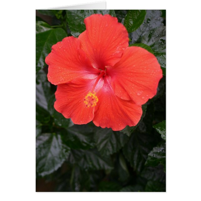 Orange Hibiscus Flower (Front)