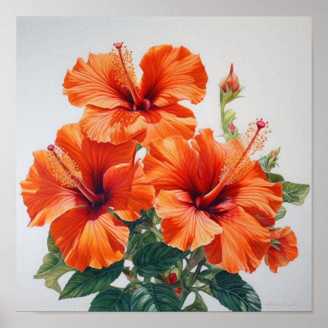 Orange Hibiscus Flower Art Print Poster (Front)