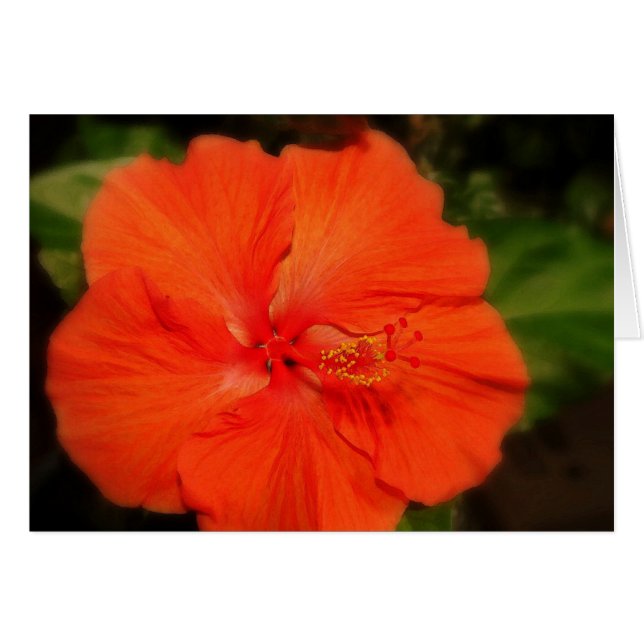 Orange Hibiscus Flower Card (Front Horizontal)