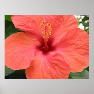 Orange Hibiscus Flower Macro Print