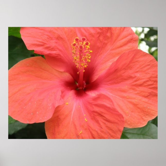 Orange Hibiscus Flower Macro Print (Front)