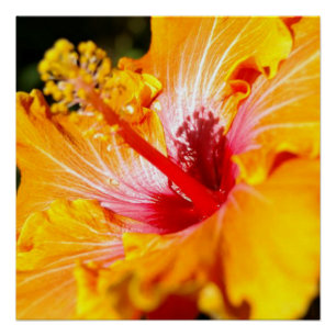 Orange Hibiscus Flower Side View Glossy Poster
