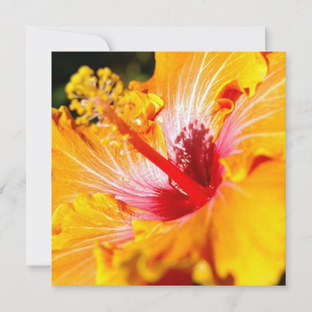 Orange Hibiscus Flower Side View Invitation (Front)