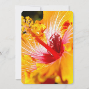 Orange Hibiscus Flower Side View Invitation
