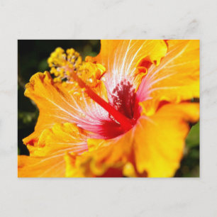 Orange Hibiscus Flower Side View Postcard