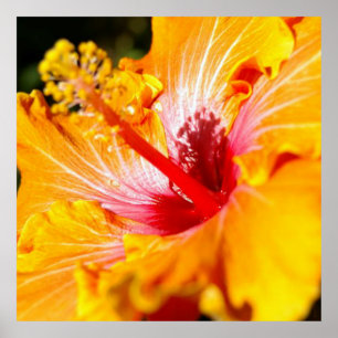 Orange Hibiscus Flower Side View Poster