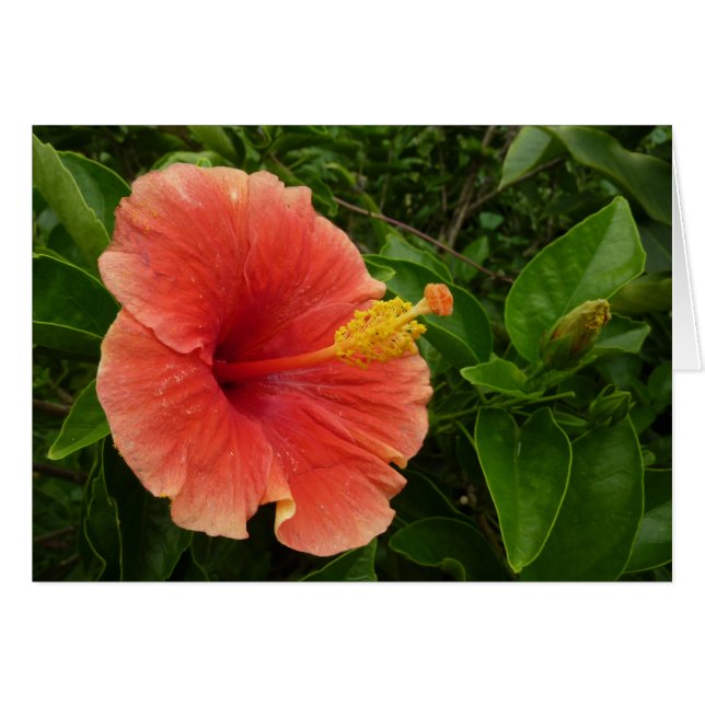Orange Hibiscus Flower Tropical Floral (Front Horizontal)