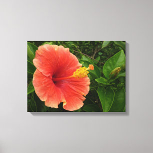 Orange Hibiscus Flower Tropical Floral Canvas Print