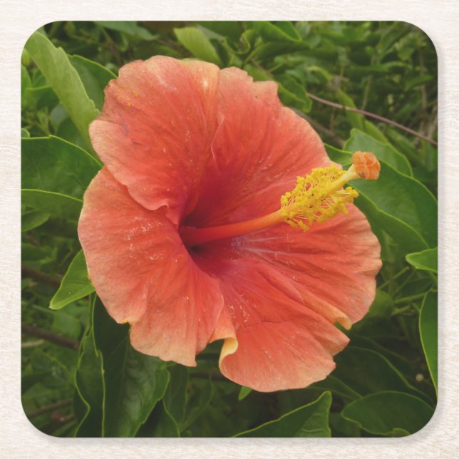 Orange Hibiscus Flower Tropical Floral Square Paper Coaster (Front)