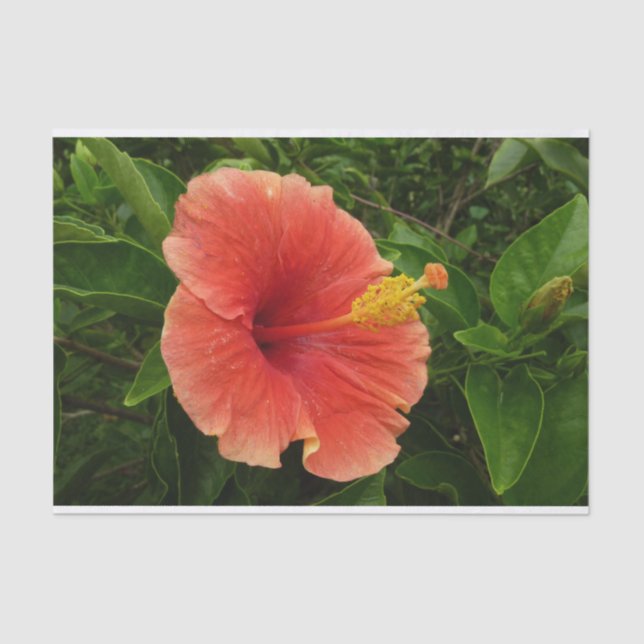 Orange Hibiscus Flower Tropical Floral Tissue Paper (Front)