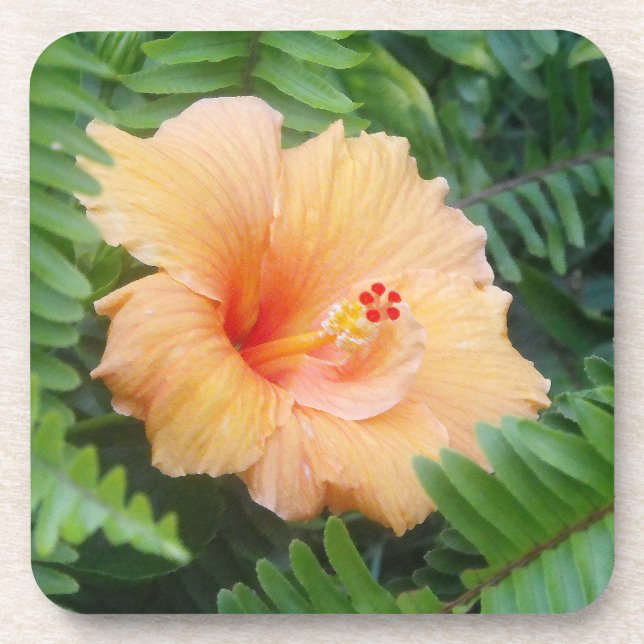 Orange Hibiscus Flower with Ferns Coaster (Front)