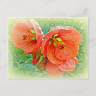 Orange Hibiscus Flowers Postcard