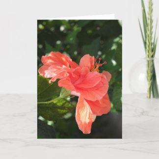 Orange Hibiscus Greeting Card