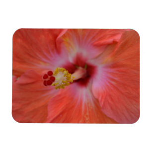 Orange Hibiscus Magnet