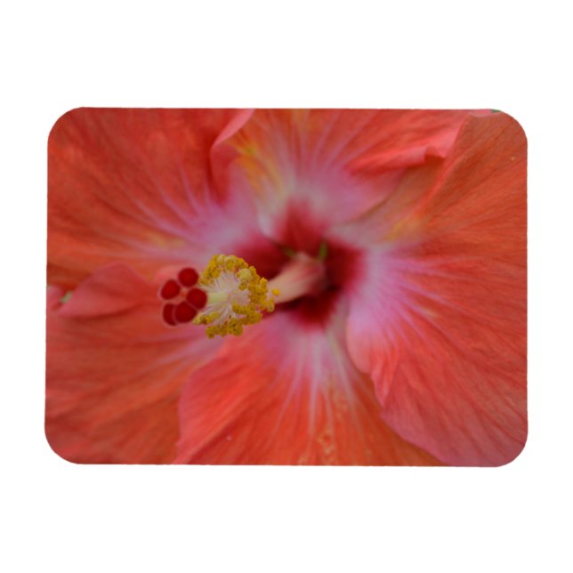 Orange Hibiscus Magnet (Horizontal)