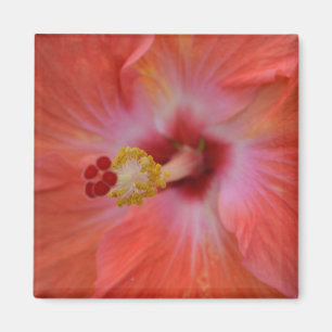 Orange Hibiscus Magnet