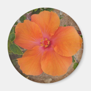 Orange Hibiscus magnet