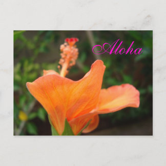 Orange Hibiscus postcard