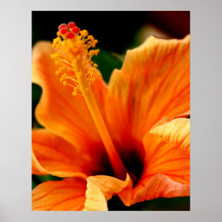 Orange Hibiscus Poster
