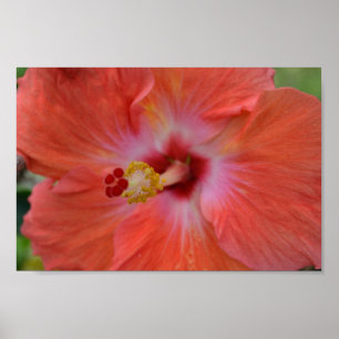 Orange Hibiscus poster